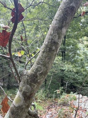 Carpinus caroliniana