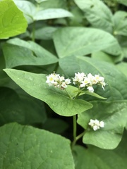 Fagopyrum esculentum
