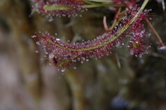 Drosera capensis