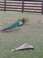 Pavo cristatus