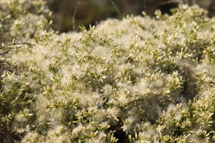 Baccharis pilularis