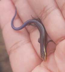 Plestiodon tetragrammus