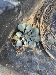 Physaria vitulifera