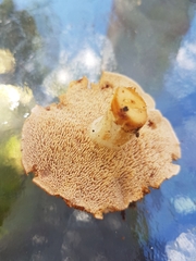 Hydnum repandum
