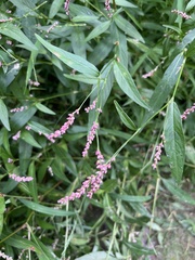 Persicaria longiseta