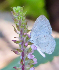 Celastrina