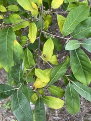 Elaeagnus umbellata