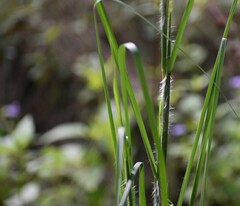 Equisetum hyemale