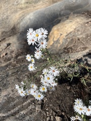 Symphyotrichum falcatum