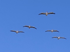 Pelecanus conspicillatus