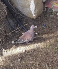 Columba guinea