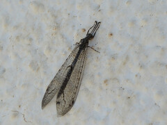 Neuroleon distichus