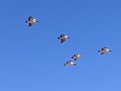 Pelecanus conspicillatus