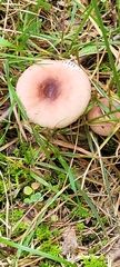 Lactarius quietus