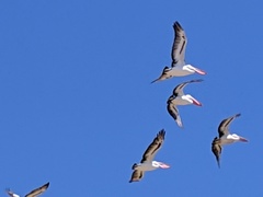Pelecanus conspicillatus