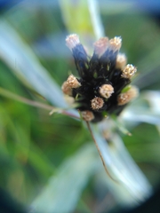 Omalotheca norvegica