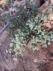 Heliotropium