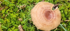 Lactarius quietus