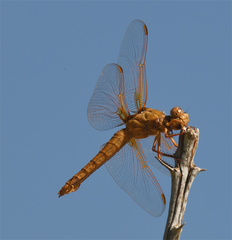 Libellula saturata