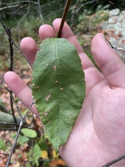 Carpinus caroliniana