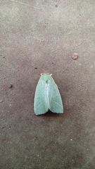 Bena bicolorana