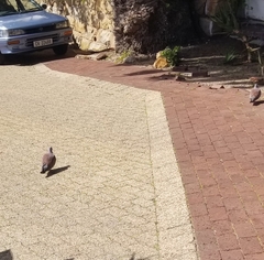 Columba guinea