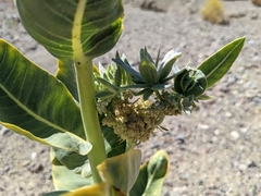 Asclepias erosa