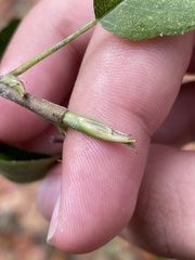 Carpinus caroliniana