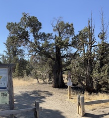 Juniperus occidentalis