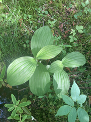 Cypripedium reginae