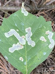 Cameraria guttifinitella