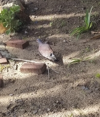 Columba guinea