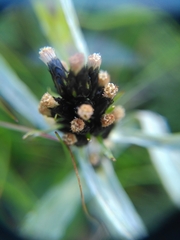 Omalotheca norvegica