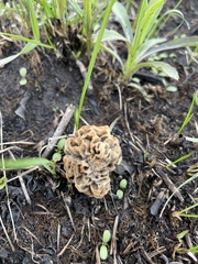 Morchella americana