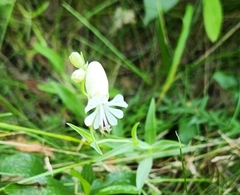 Silene csereii