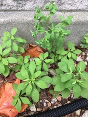 Euphorbia peplus