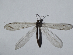 Neuroleon distichus