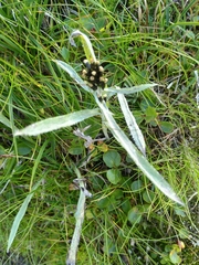 Omalotheca norvegica