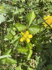 Potentilla indica