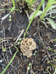 Morchella americana