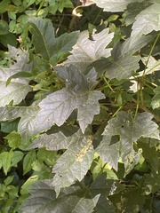 Acer pseudoplatanus