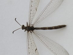 Neuroleon distichus