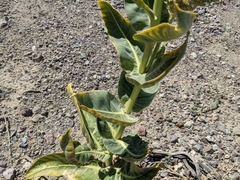 Asclepias erosa