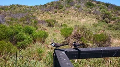 Onychoprion anaethetus