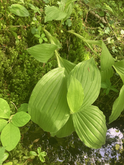 Cypripedium reginae