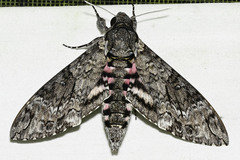 Agrius cingulata
