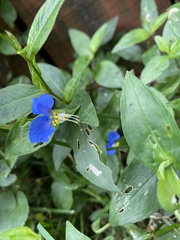 Commelina communis