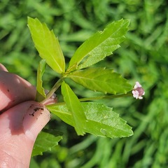 Phyla lanceolata