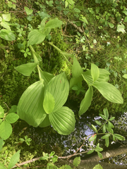 Cypripedium reginae