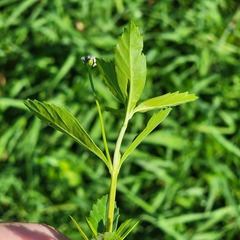 Phyla lanceolata